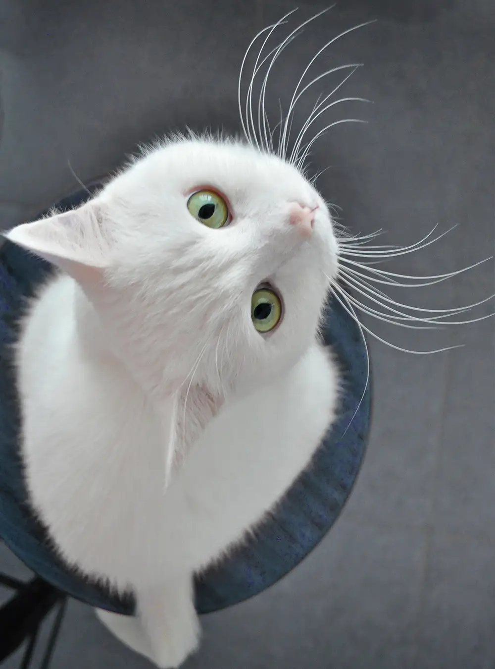 Toaletaj veterinar - fotografie de Nelli Tigra prin Pixabay
